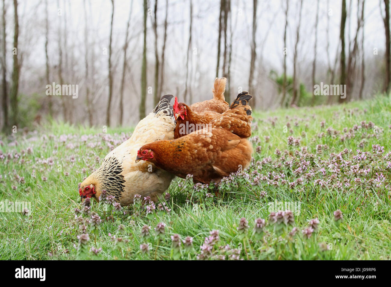 Free Range pollos orgánicos forrajeando en la primavera. Profundidad de campo extremas con el enfoque selectivo en buff gallina de color. Foto de stock
