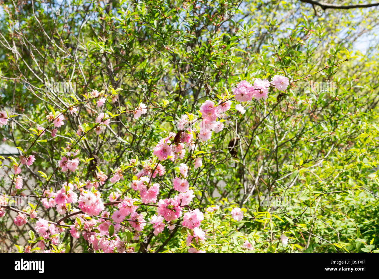 La flor del cerezo japonés sakura florece. Foto de stock