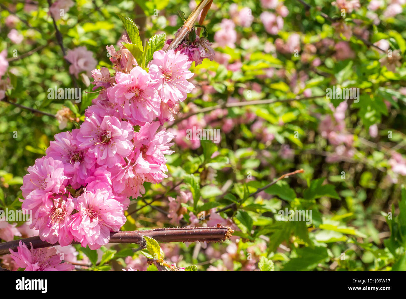 La flor del cerezo japonés sakura florece Fotografía de stock - Alamy