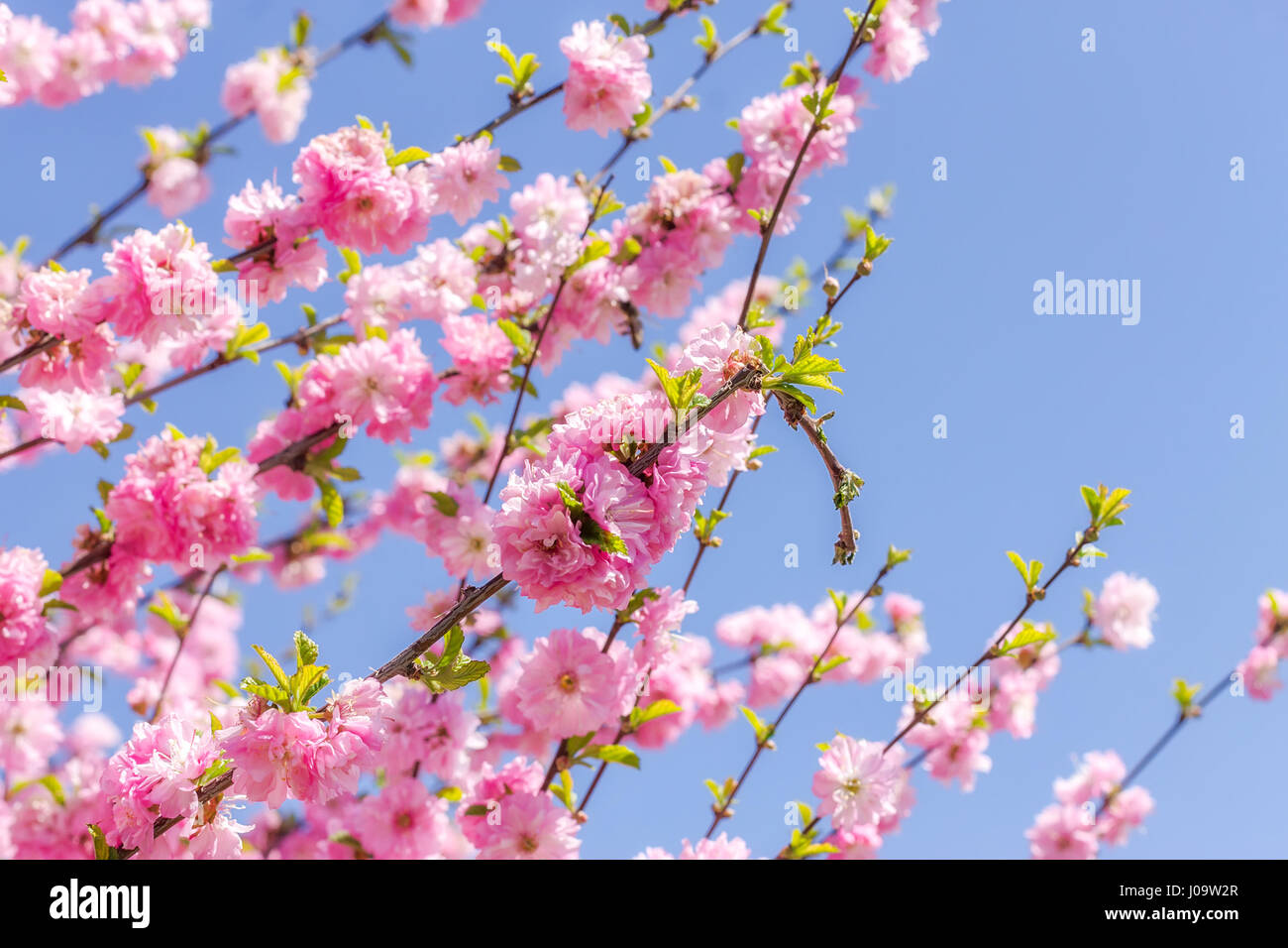 Rama de la japonesa sakura Cherry Blossoms. Foto de stock