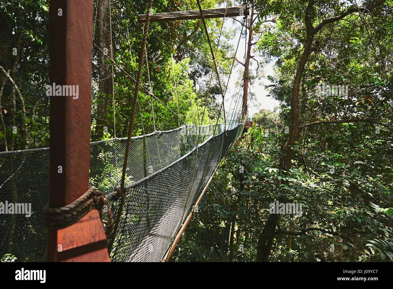 Largo pasadizo elevado a través de las copas de los árboles en la selva - Borneo, Malasia Foto de stock