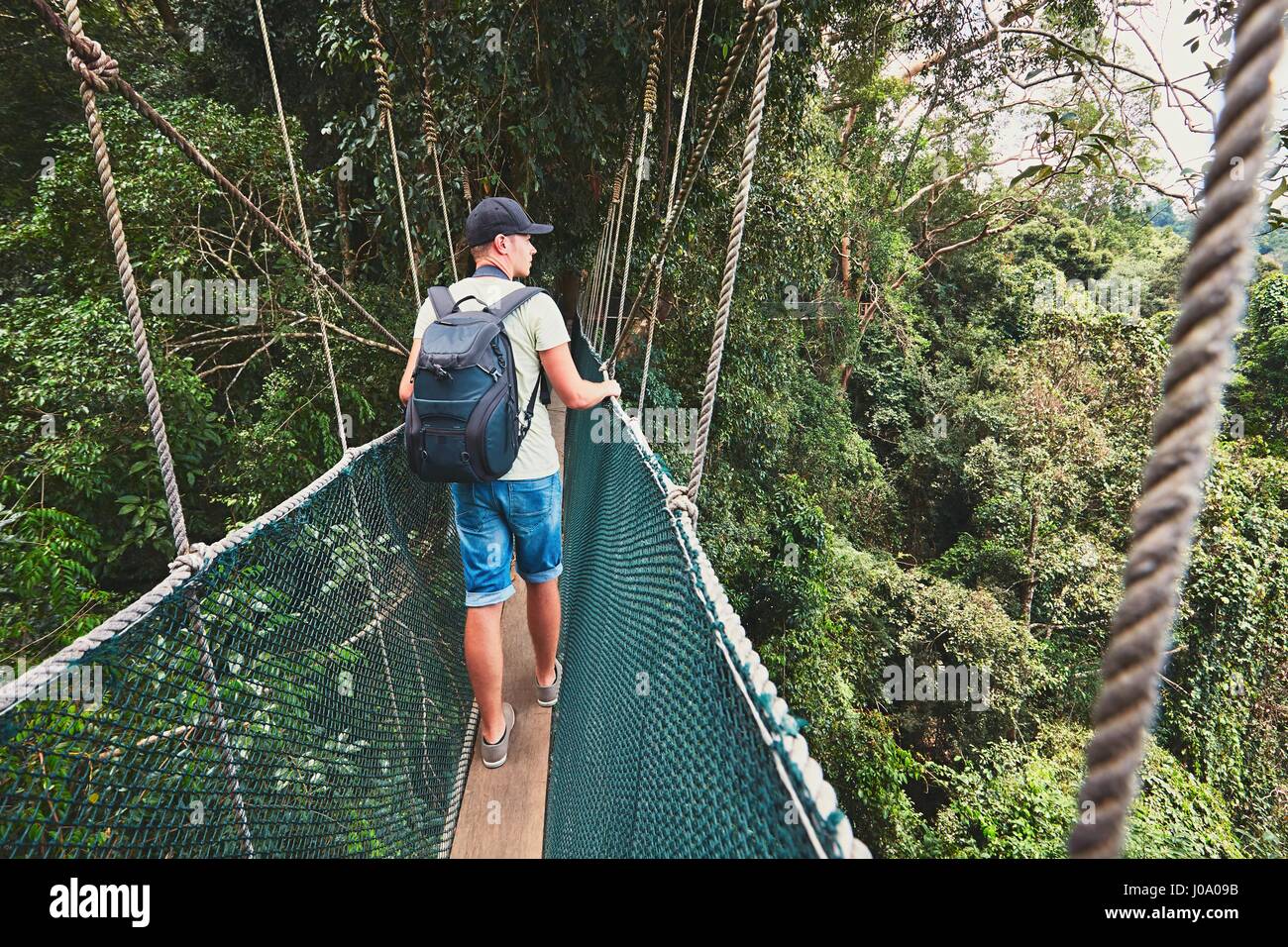 Turística sobre la pasarela elevada a través de las copas de los árboles en la selva - Borneo, Malasia Foto de stock