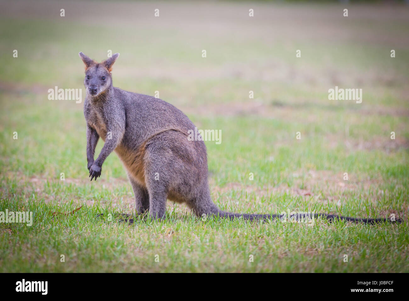 El pantano wallaby (Wallabia bicolor) alimentándose de hierba Foto de stock