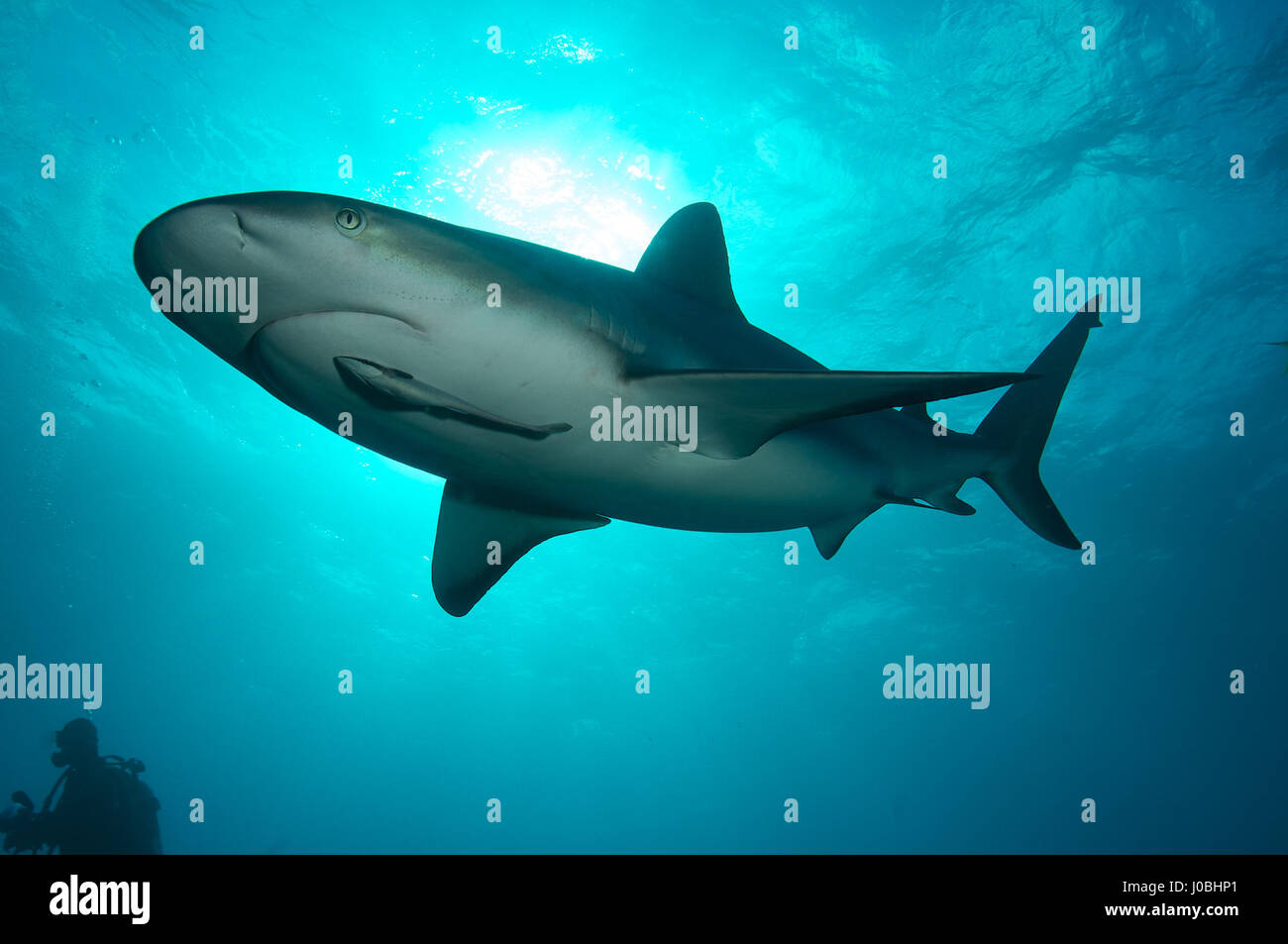 Tiburón nadando en el agua