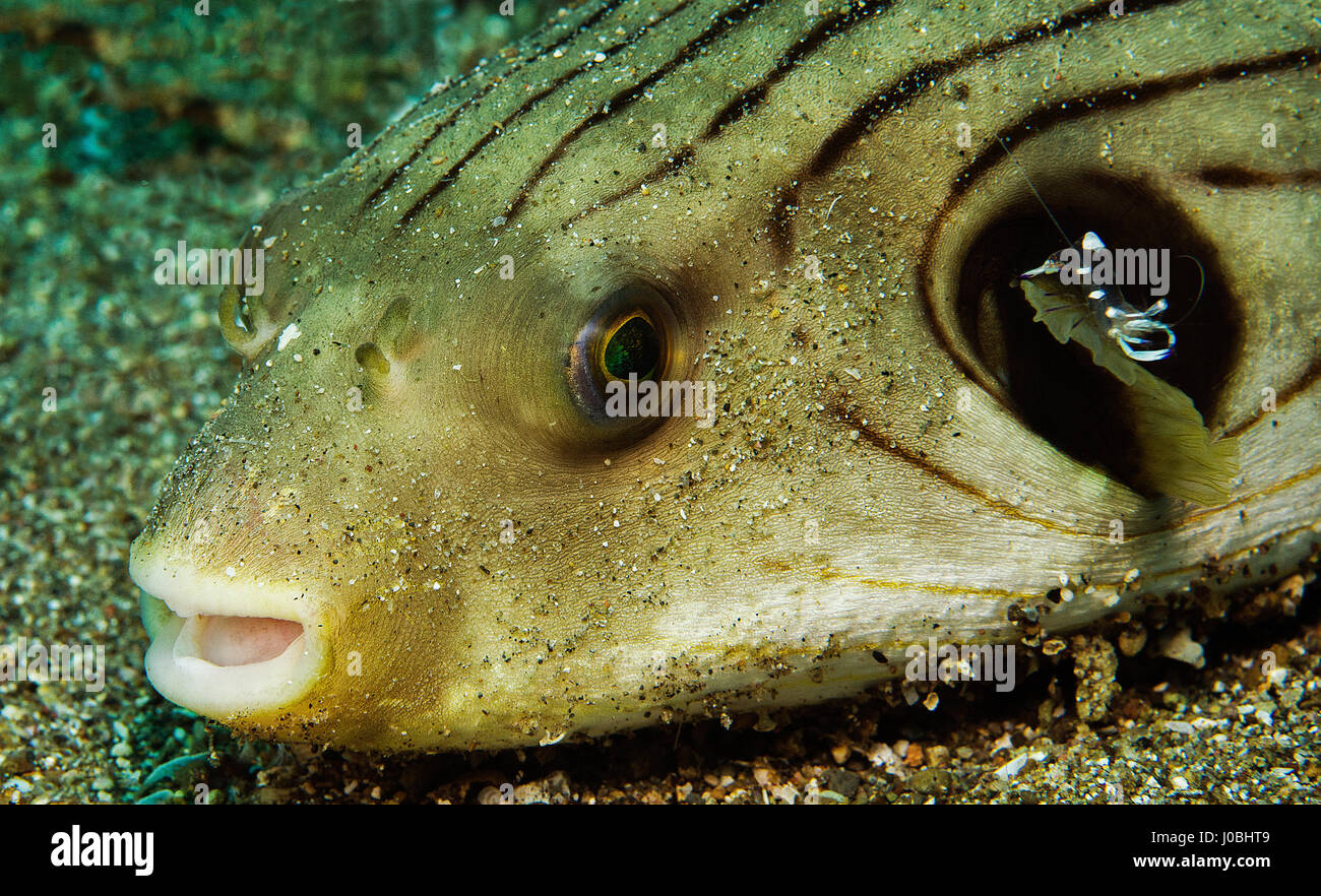 Un pufferfish con un camarón tomadas en Dauin, Filipinas. Divertidísima  disparos han revelado diminutas criaturas submarinas que aparecen para el  enganche de un ascensor en sus contrapartes más grandes. La serie de