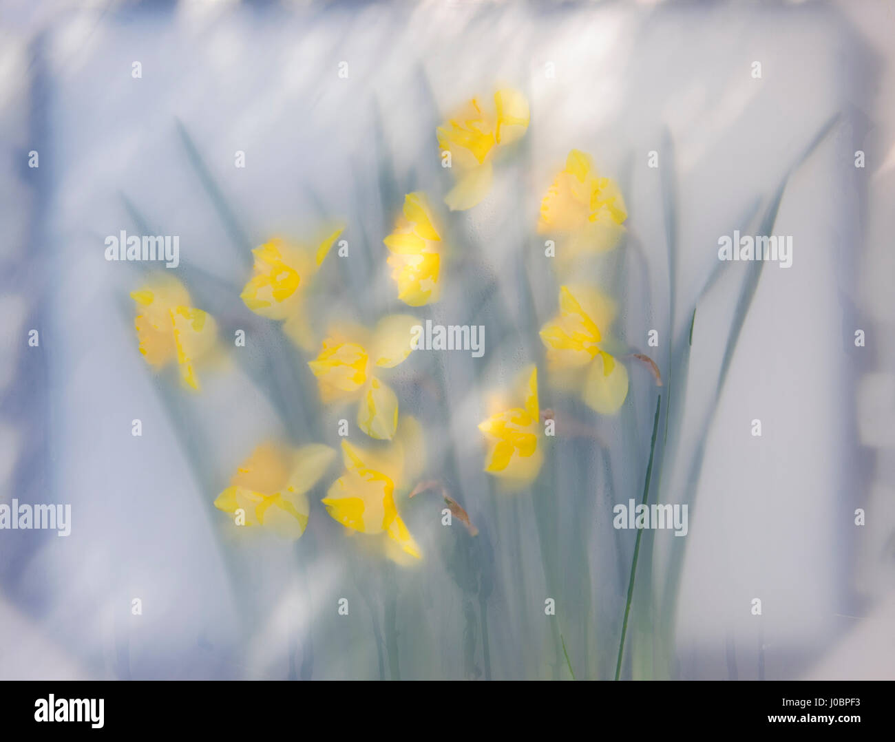 Narciso amarillos de las flores y las hojas, comprimida entre el vidrio y la redacción de cine en un ambiente húmedo, retroiluminado por tonos sol y sombra. Foto de stock