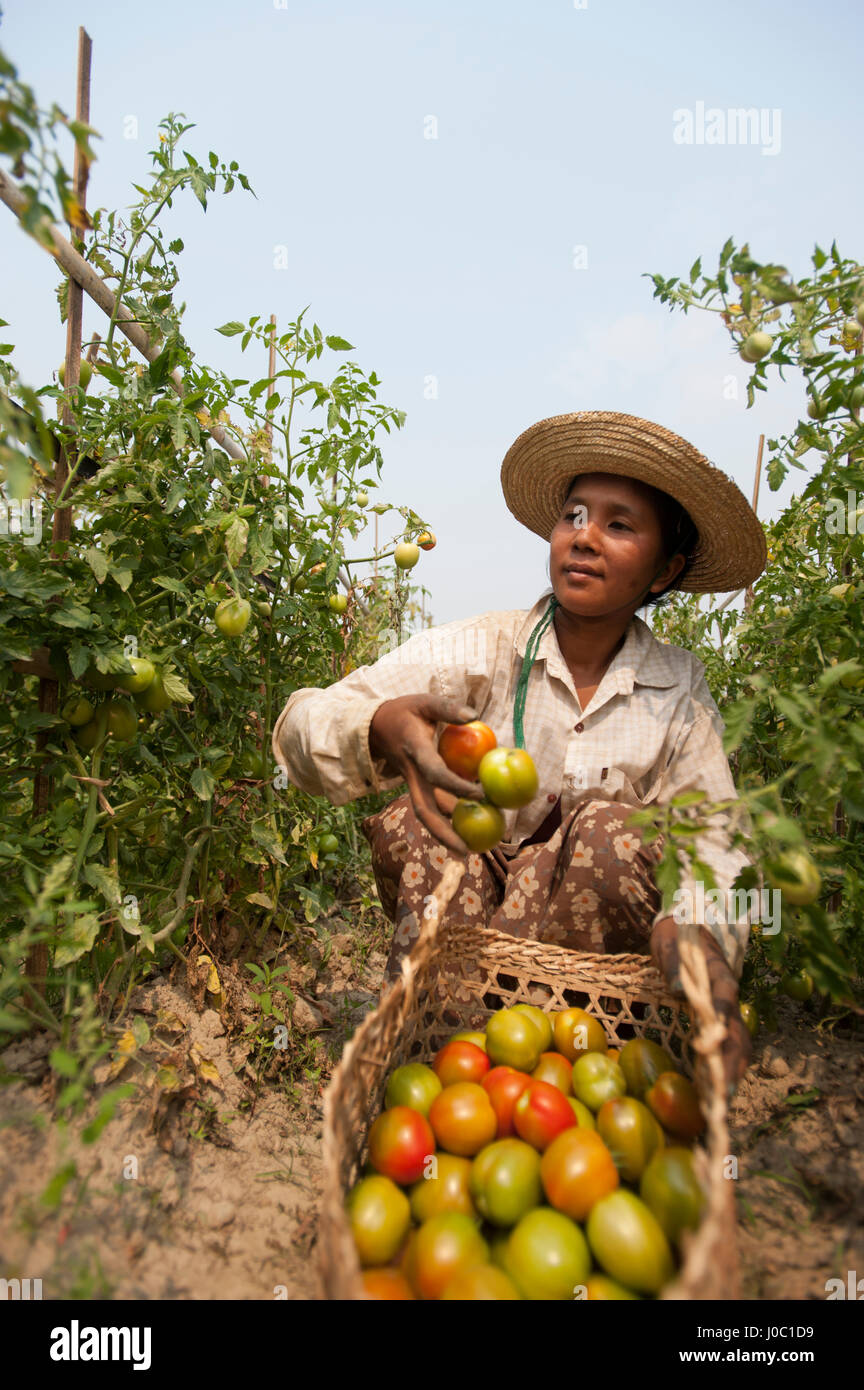 Una mujer recoge los tomates, cerca de Myitkyina, en el estado de Kachin, en Myanmar (Birmania), Asia Foto de stock