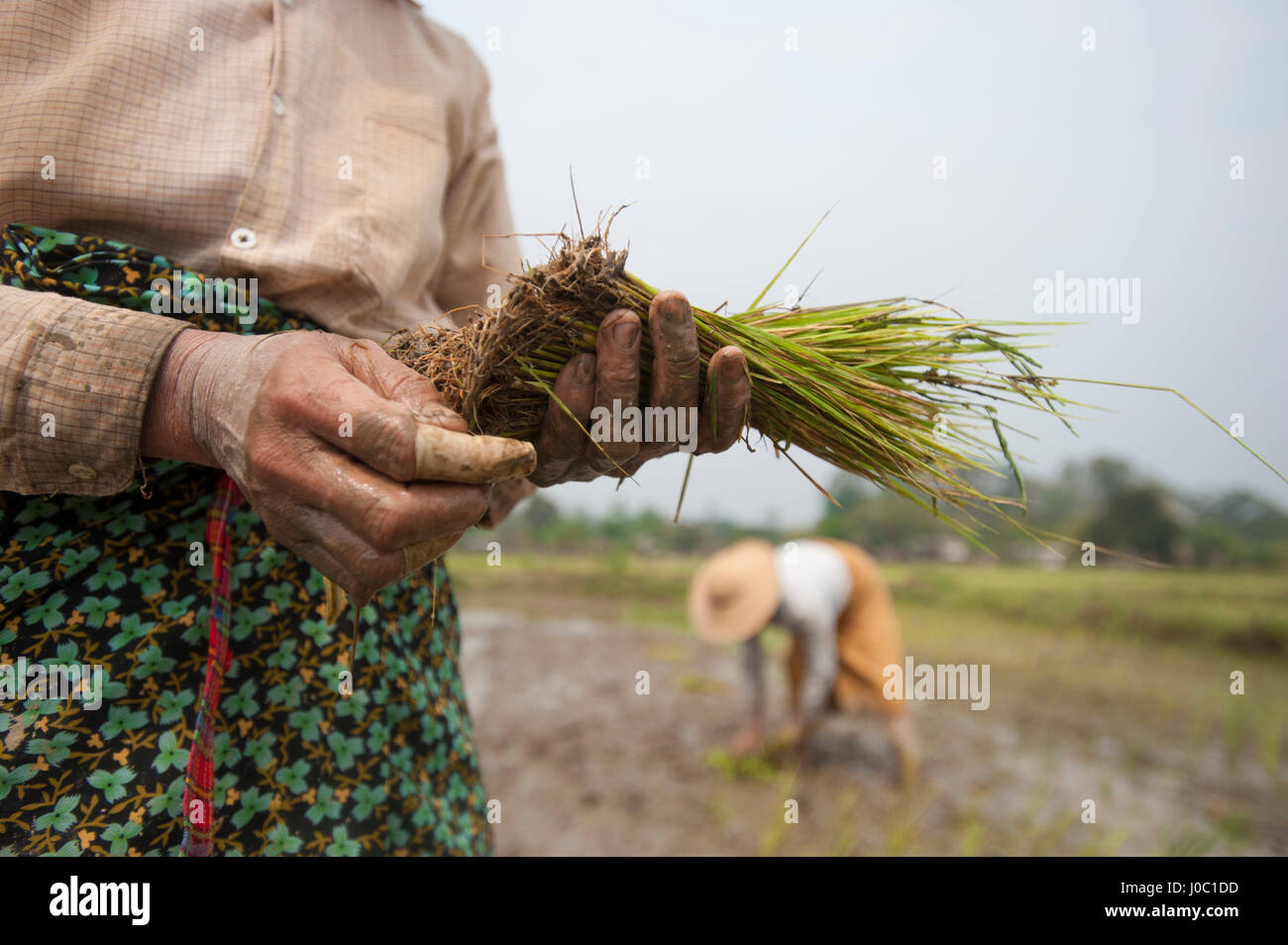 Una mujer las plantas de arroz en los arrozales cerca de Myitkyina, en el estado de Kachin, en Myanmar (Birmania), Asia Foto de stock