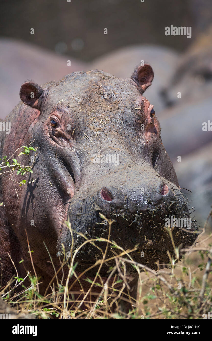 Hipopótamo (Hippopotamus amphibius), Parque Nacional de Serengueti, Tanzania Foto de stock