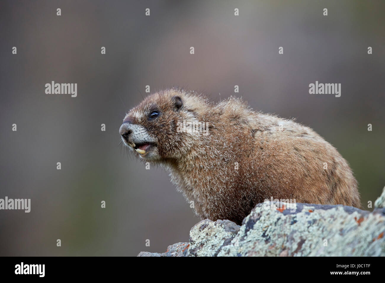 Amarillo-curva (yellowbelly marmot marmot) (Marmota flaviventris) llamando, Bosque Nacional de San Juan, Colorado, EE.UU. Foto de stock