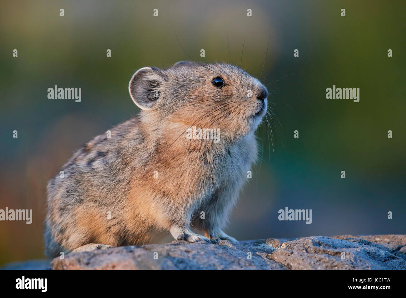 American pika (Ochotona princeps), Bosque Nacional de San Juan, Colorado, EE.UU. Foto de stock