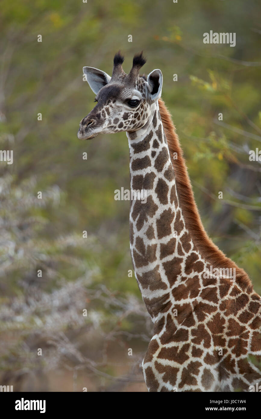 Joven Masai jirafa (Giraffa camelopardalis tippelskirchi), la Reserva de Caza Selous, Tanzania Foto de stock