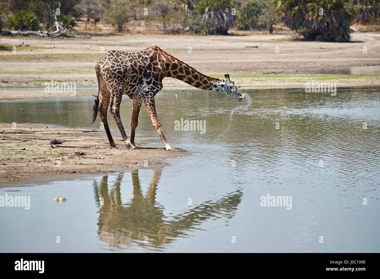 Masai jirafa (Giraffa camelopardalis tippelskirchi) beber, la Reserva de Caza Selous, Tanzania Foto de stock