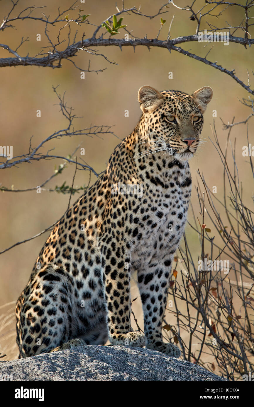 El leopardo (Panthera pardus), el Parque nacional Ruaha, Tanzania Foto de stock