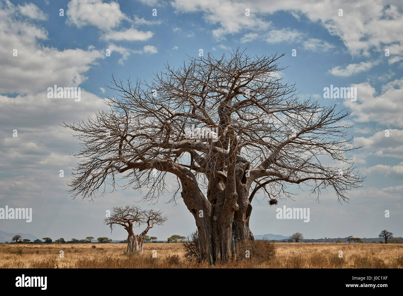 Baobab, el Parque nacional Ruaha, Tanzania Foto de stock