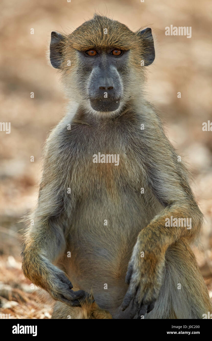 Babuino amarillo (Papio cynocephalus), la Reserva de Caza Selous, Tanzania Foto de stock
