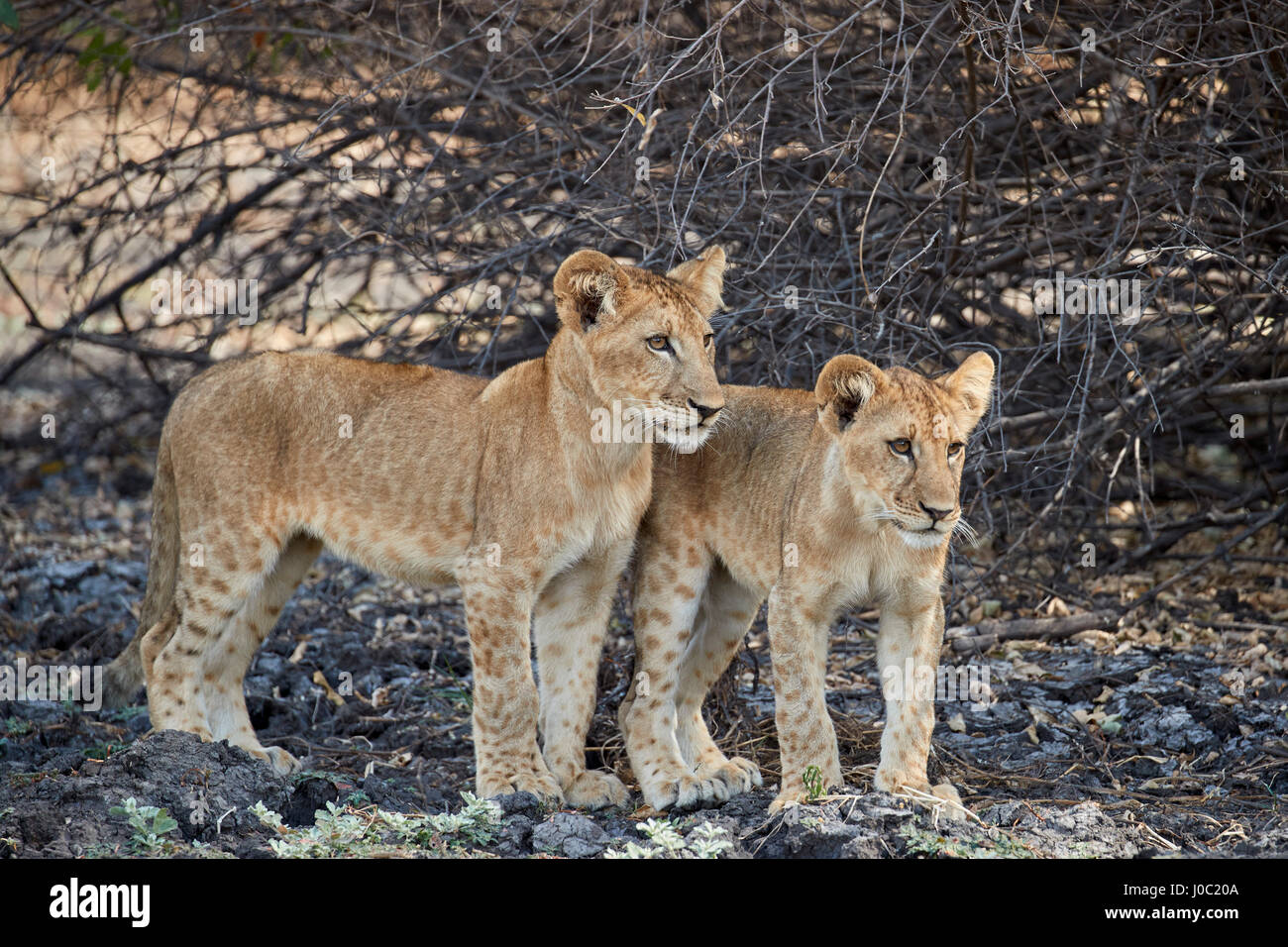 Dos león (Panthera leo) cubs, la Reserva de Caza Selous, Tanzania Foto de stock