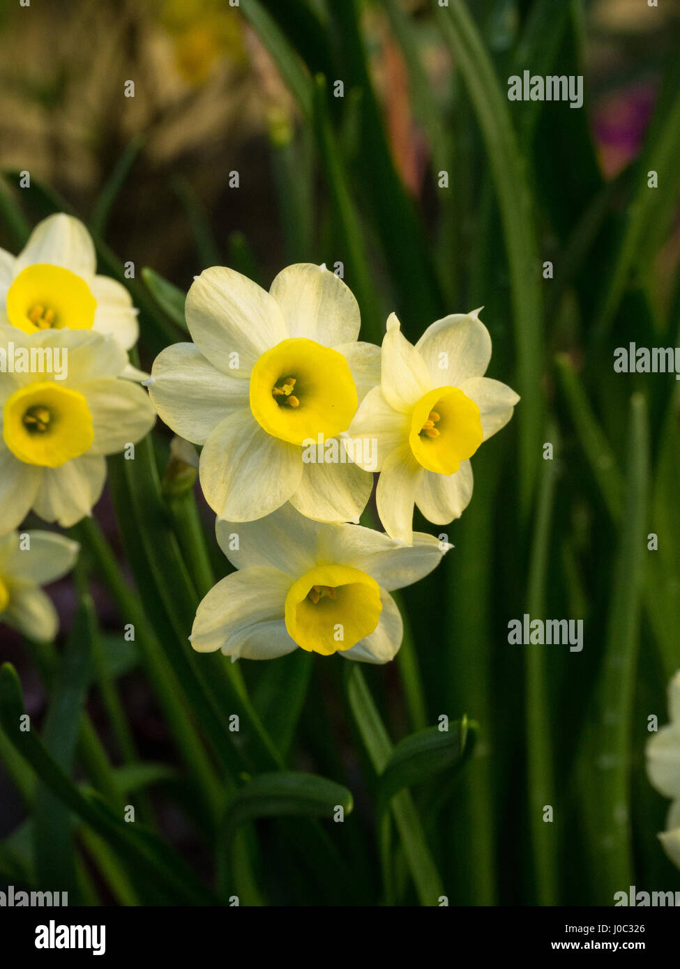 Narciso Minnow flores Foto de stock