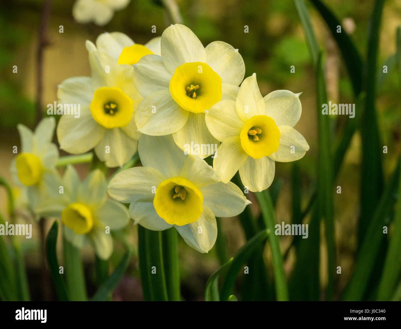 Cerca de un grupo de Narciso Minnow flores Foto de stock