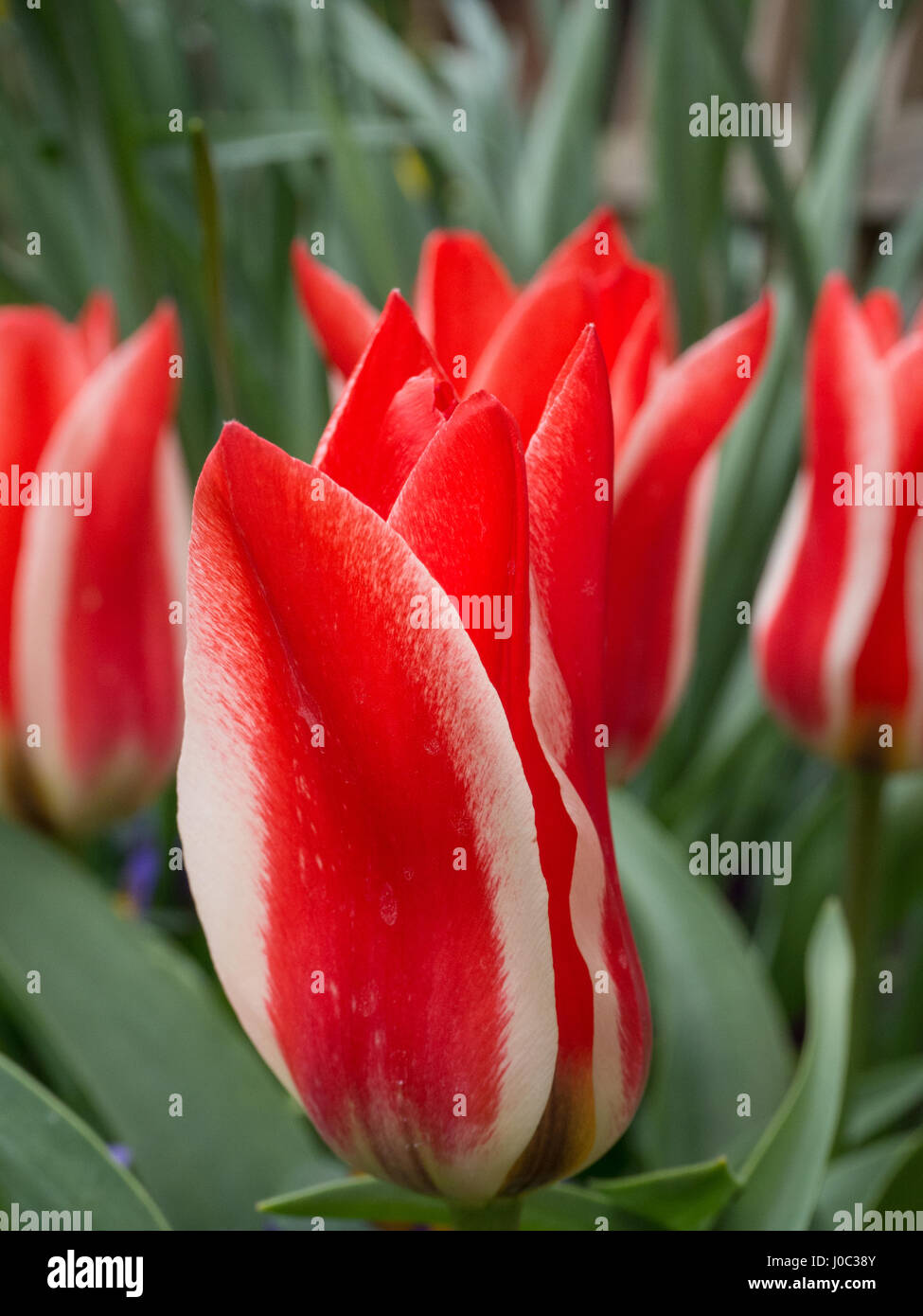 Cerca de Tulip Pinocho flor con otras flores en el fondo Fotografía de  stock - Alamy
