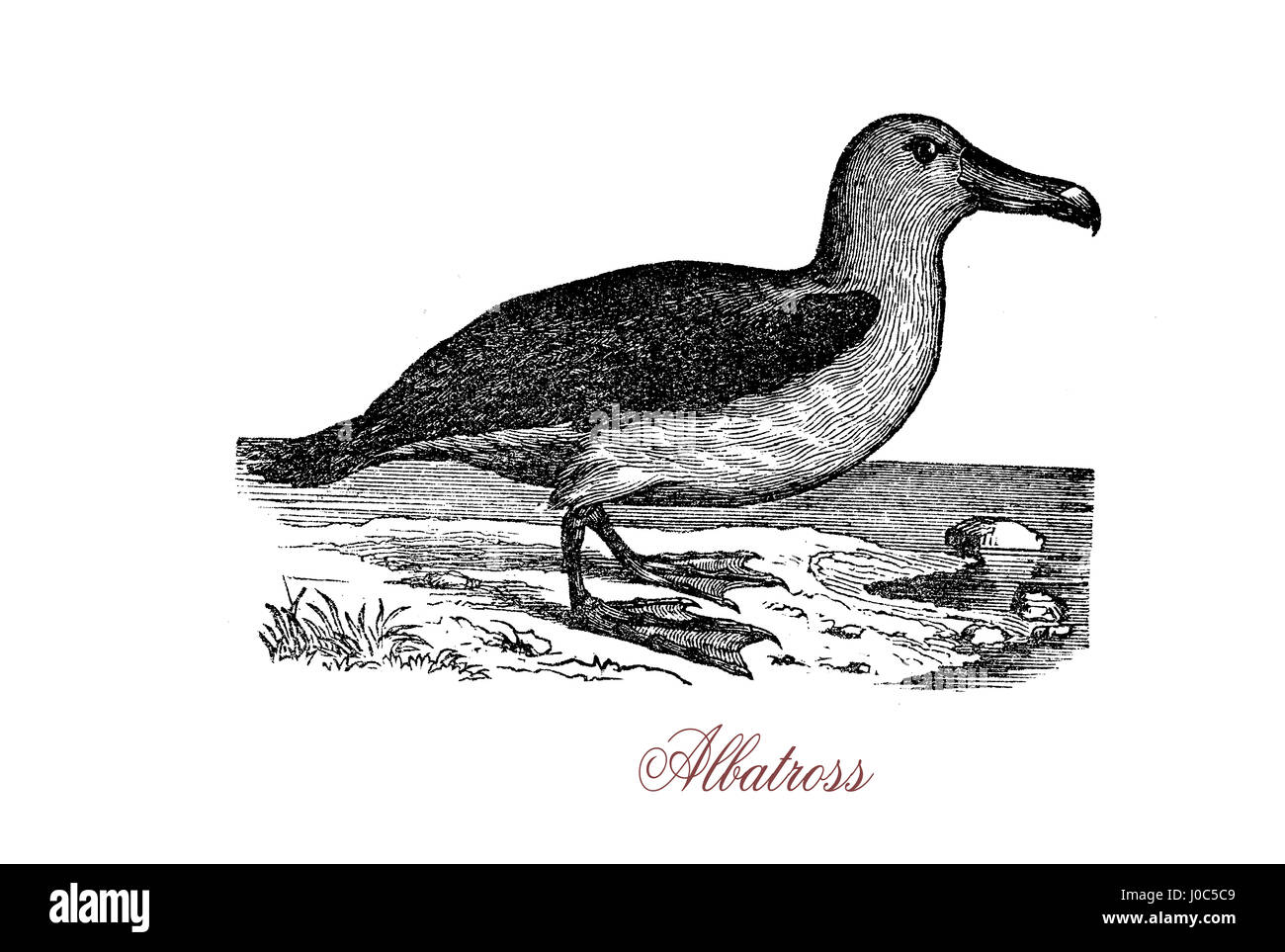 El albatros, de la familia biológica Diomedeidae, es un gran aliado a la procellariids aves marinas, petreles y petreles buceadores. Foto de stock