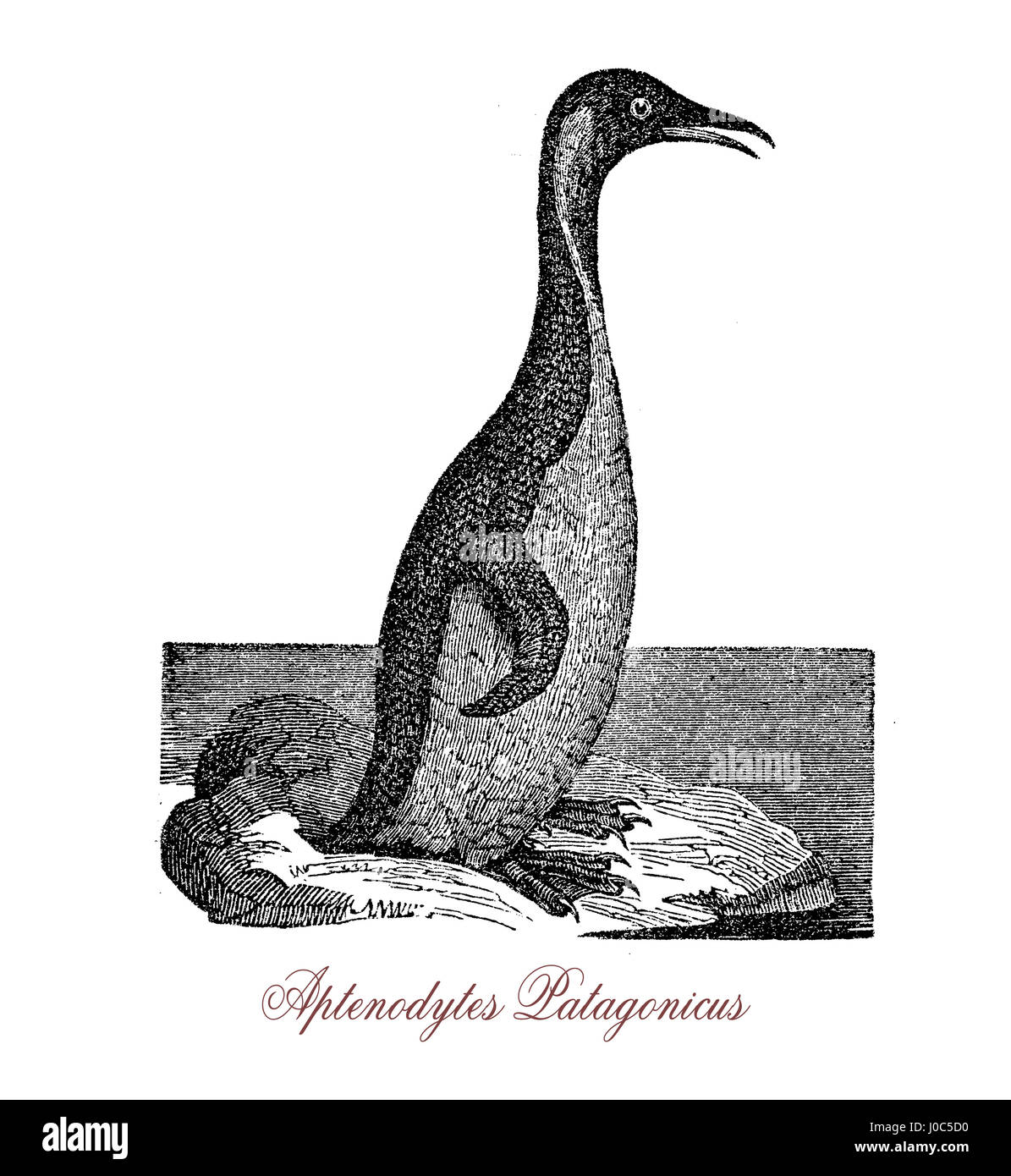 El pingüino rey (Aptenodytes patagonicus) es una especie grande de pingüino, en segundo lugar solamente a los pingüinos emperador en tamaño. Foto de stock