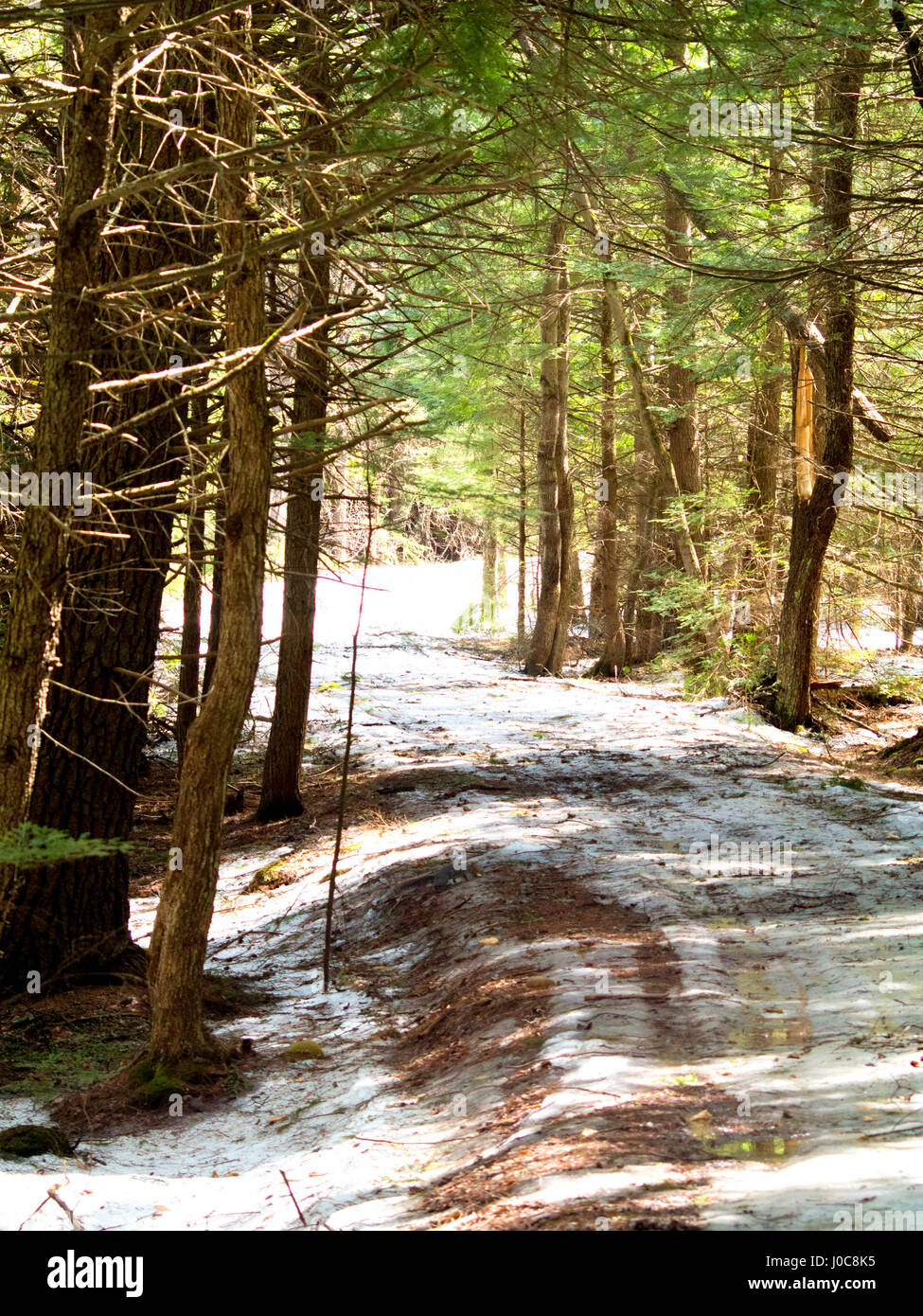Un camino a través del bosque en primavera con algo de nieve que permanece sobre el suelo. Foto de stock