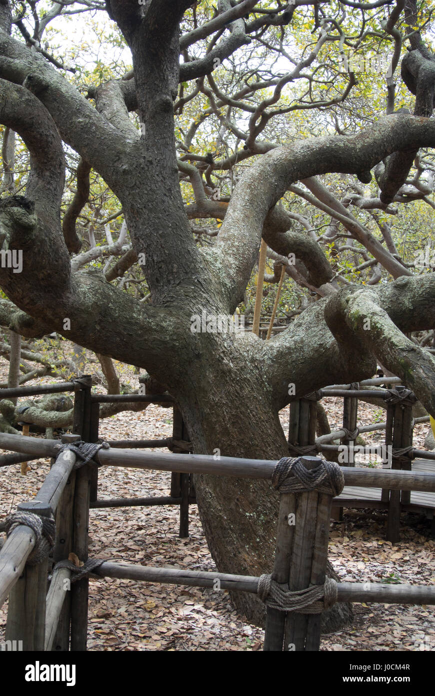 El principal tronco de árbol en el centro del árbol de cajú más grande del  mundo en la ciudad de Pirangi, Natal, Brasil Fotografía de stock - Alamy