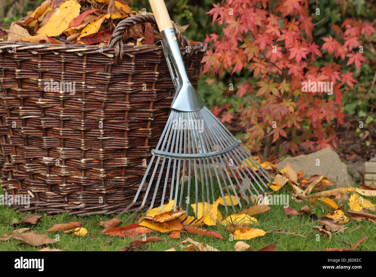 Hojas caídas despejadas de un césped de jardín en una cesta tejida en un brillante día de otoño, Reino Unido Foto de stock