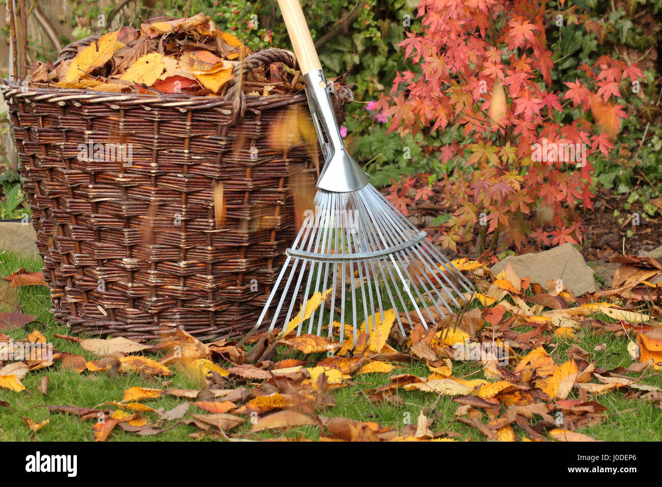 Hojas caídas despejadas de un césped de jardín en una cesta tejida en un brillante día de otoño, Reino Unido Foto de stock
