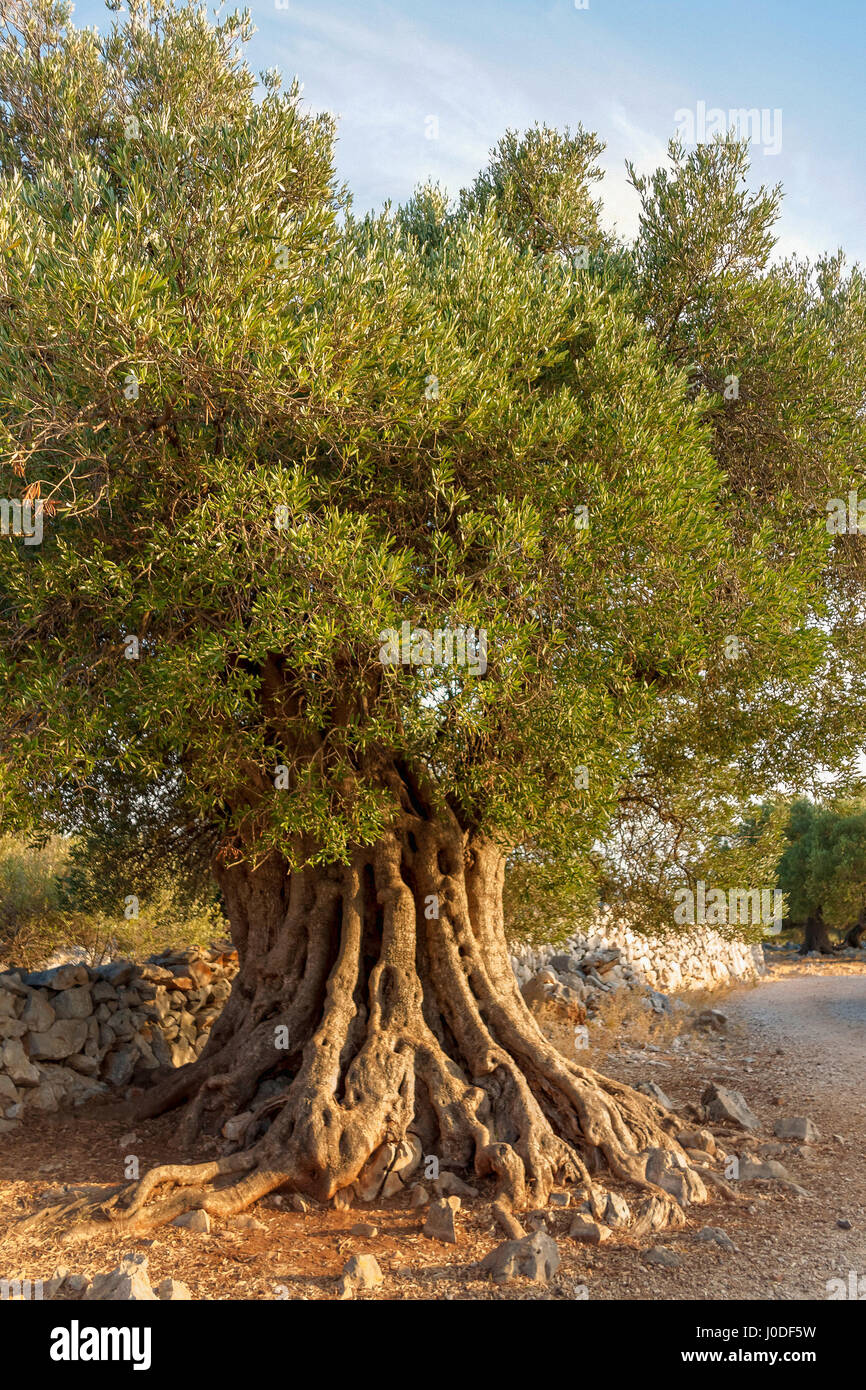 1600 años de viejo olivo siendo la más antigua de LUN, la isla de Pag, Croacia Foto de stock