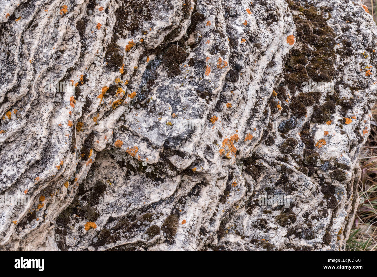 Soda Butte montículo en el Parque Nacional Yellowstone, Wyoming, Estados Unidos. Este travertino (carbonato de calcio) montículo fue formado hace más de un siglo por un caliente sp Foto de stock
