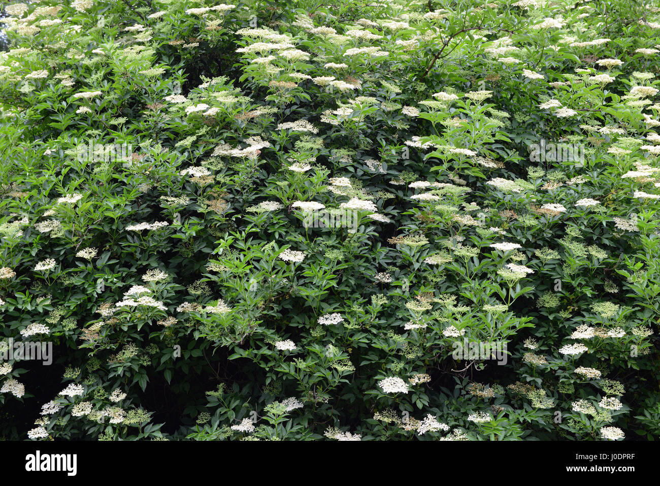 Negro europeo saúco (Sambucus nigra) en flor Foto de stock