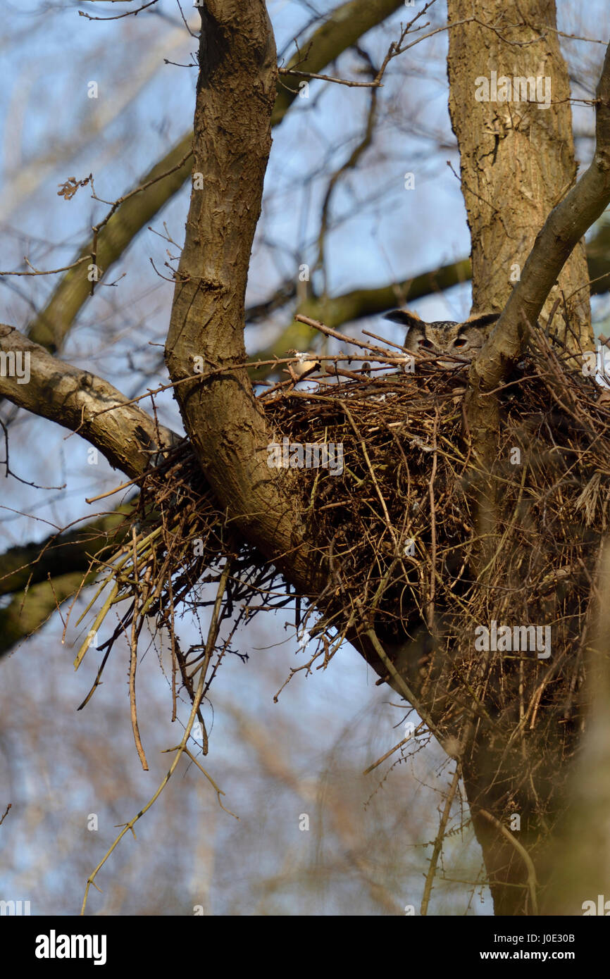 Norte de Búho Real / Europaeischer Uhu ( Bubo bubo ) nidificación, cría en un antiguo eyrie goshwak-en lo alto de un árbol, la vida silvestre, Alemania. Foto de stock
