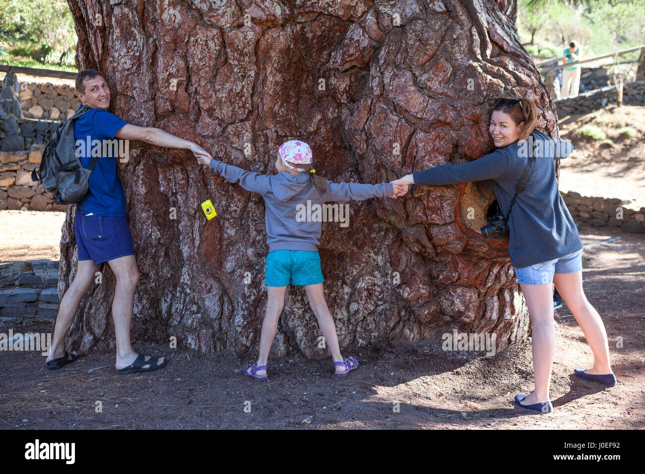 Papá, Mamá e hija abrazando todos juntos con las manos el pino gigante en Vilaflor. Tenerife, Islas Canarias, España Foto de stock