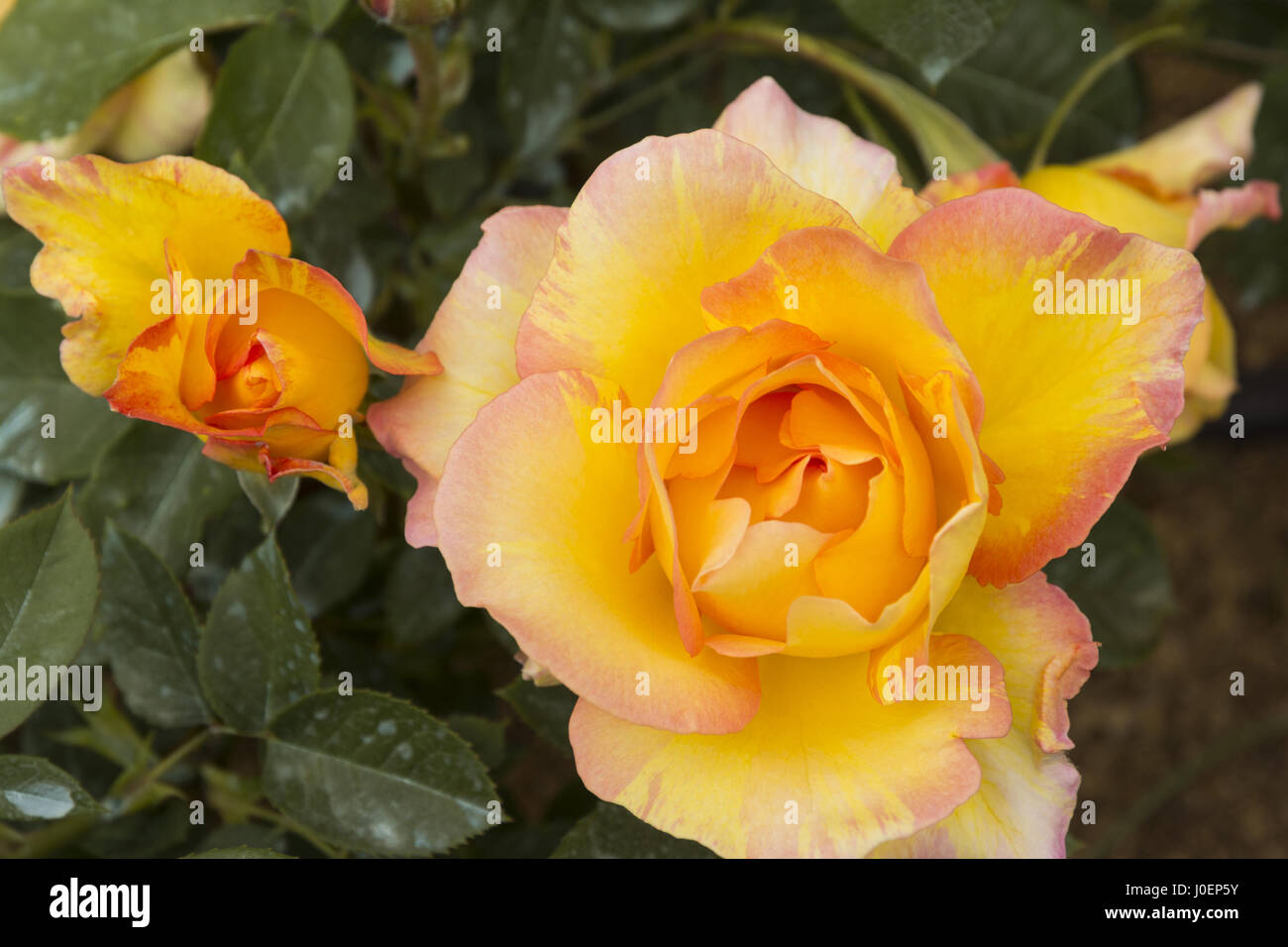 Francia, Narbonne, Abadía de Fontfroide, un jardín de rosas, rosa amarilla y rosa con destacados Foto de stock