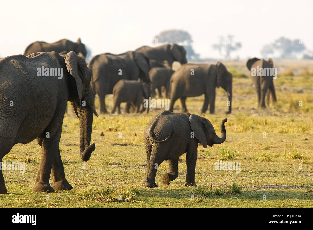 Los elefantes en el Parque Nacional Chobe, Botswana Foto de stock