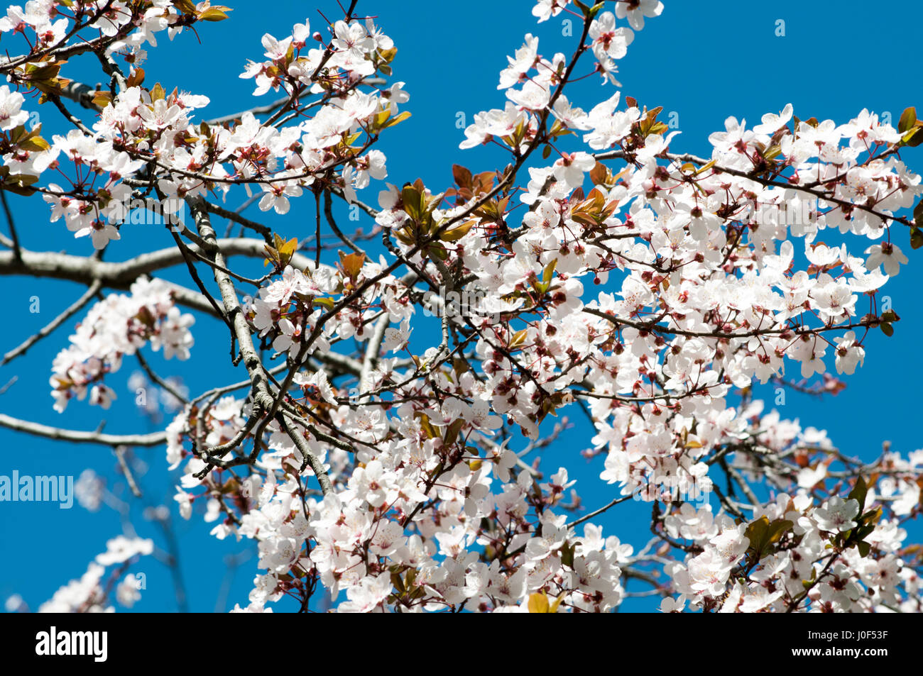 Blooming almendro sobre un fondo de cielo azul. Fotografiado en el Parque del Oeste, Madrid, España Foto de stock