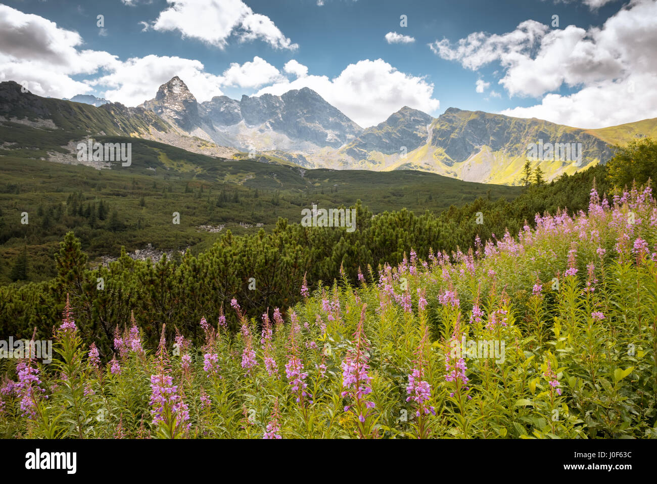 Parque nacional de las montañas de Tatra en Zakopane Foto de stock