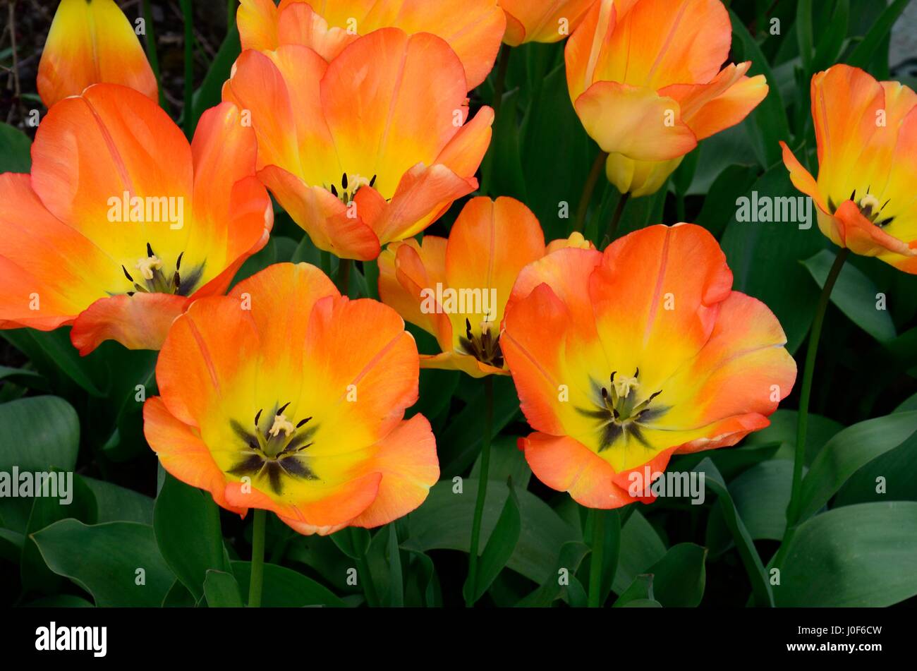 Tulipa daydream tulip daydream naranja grande e impresionante flores amarillas flores Foto de stock