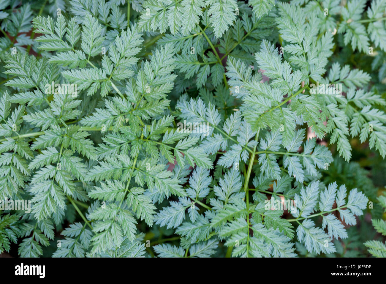 Veneno, cicuta Conium maculatum, hojas frescas Foto de stock