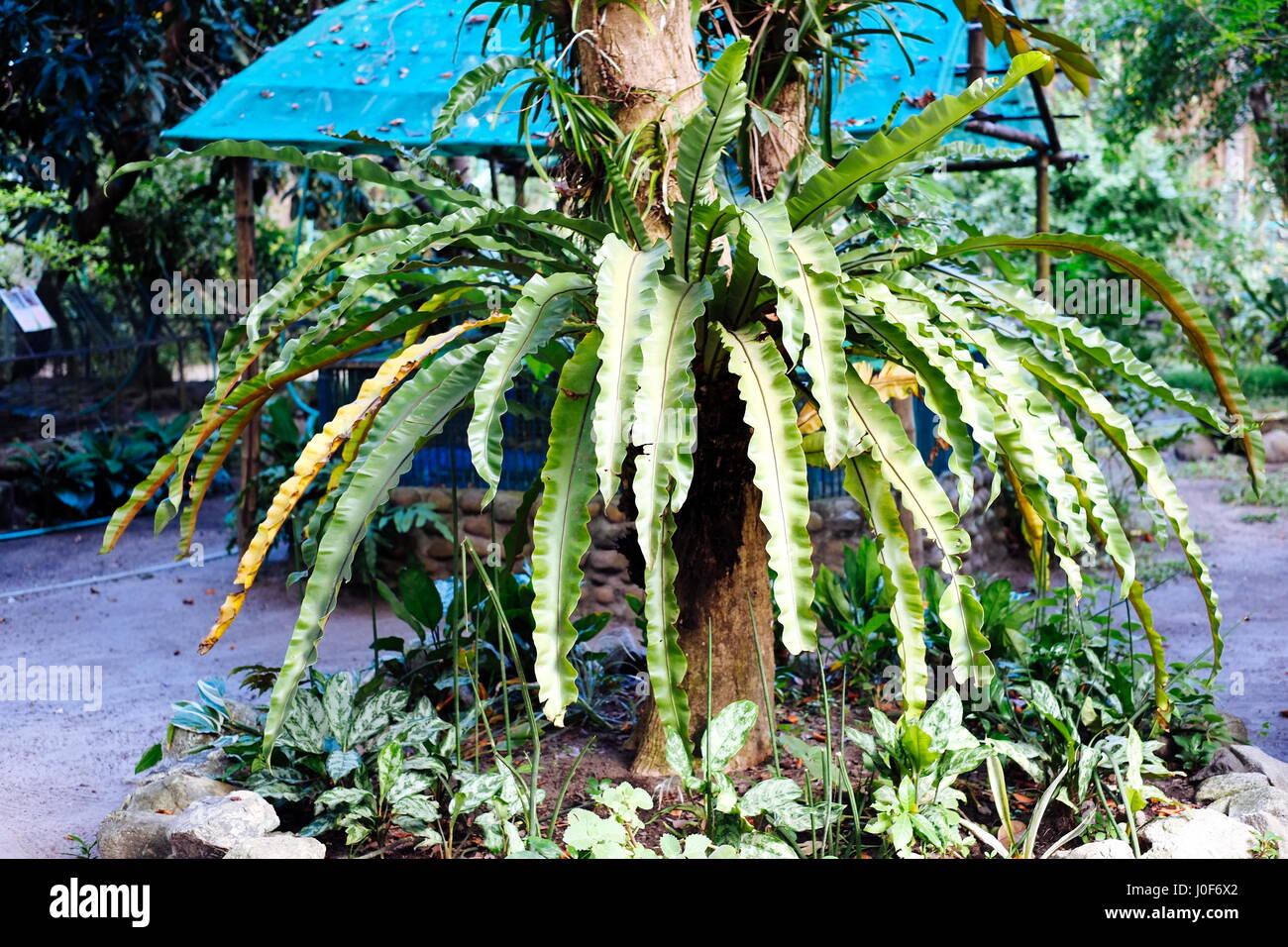 Palm flor plantada en el árbol, en asia Foto de stock