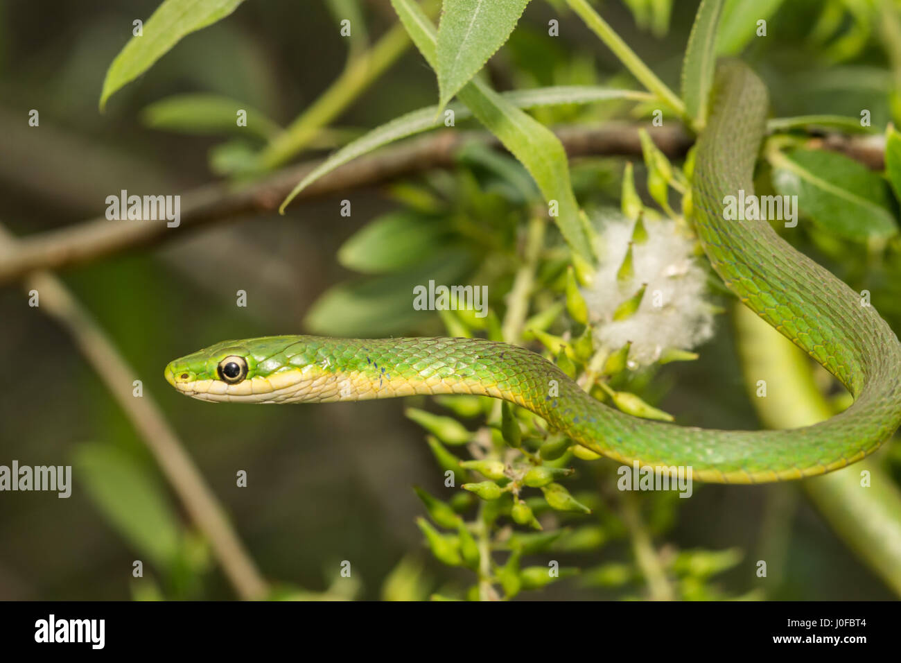 Una áspera serpiente verde de escalada en un árbol pequeño en Florida. Foto de stock