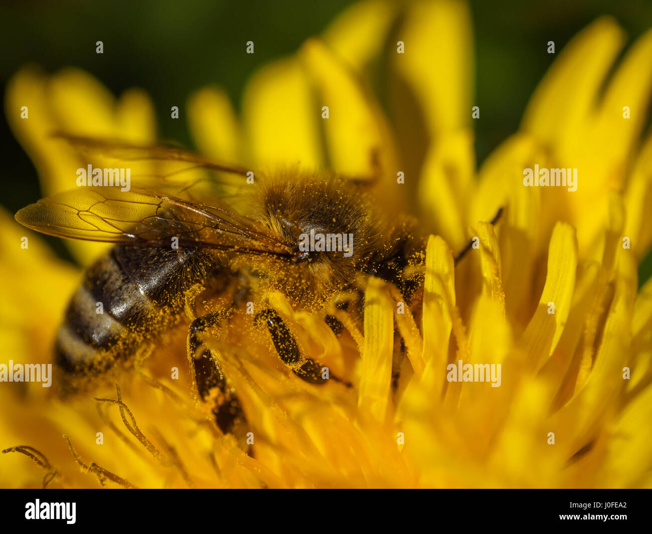Miel de Abeja en flor amarilla, cerca de Macro Foto de stock
