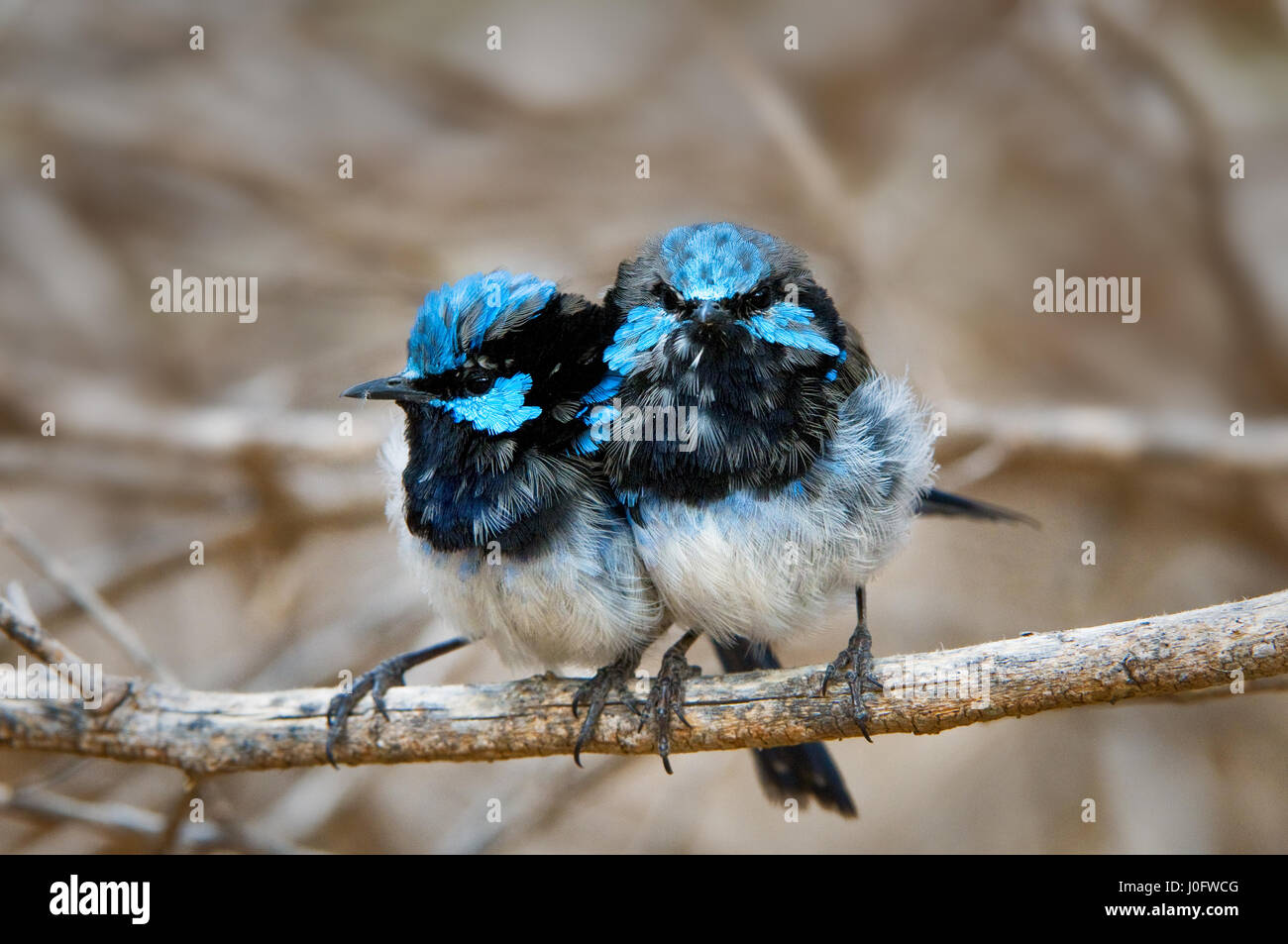 Dos magníficas Fairy-wrens sentada sobre una ramita. Foto de stock