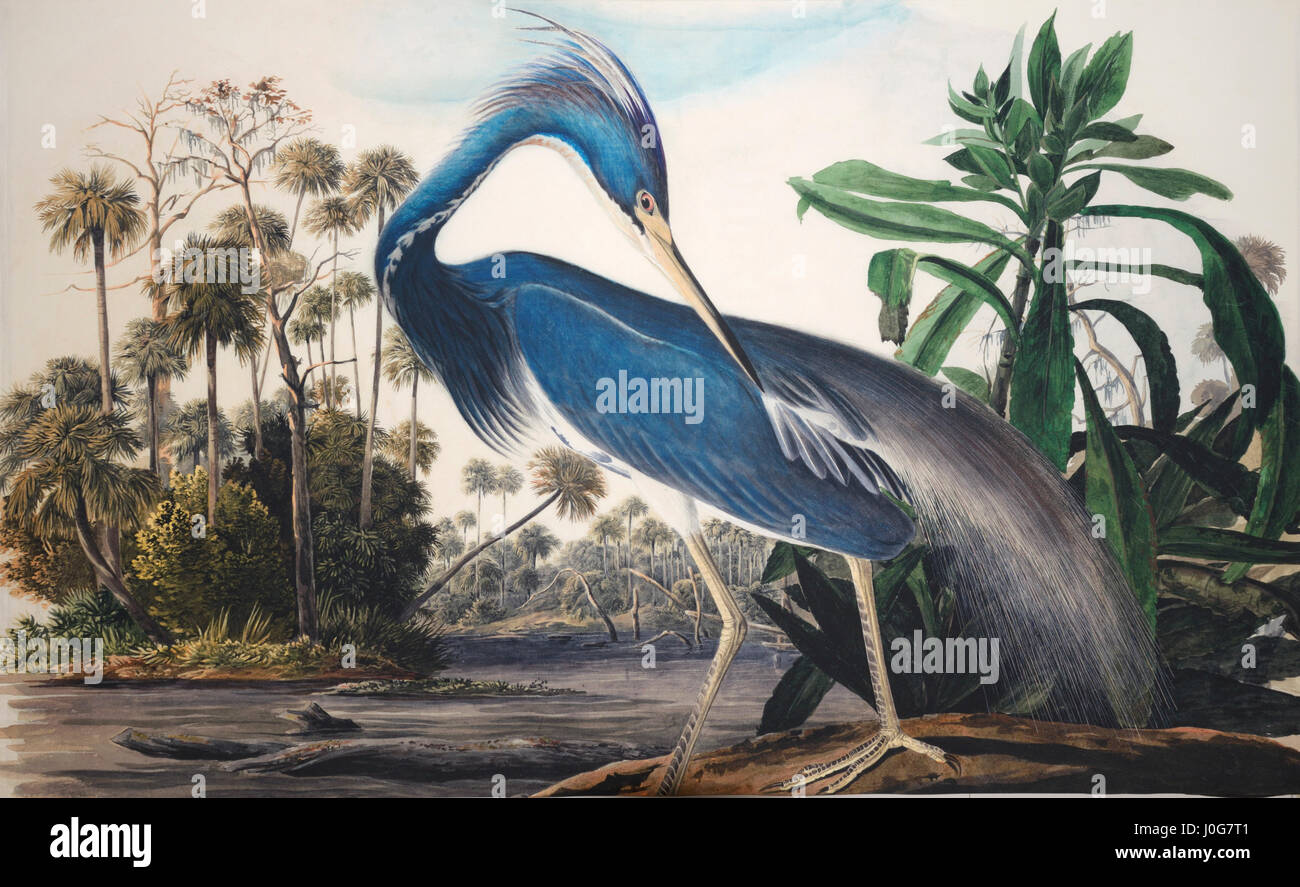 John James Audubon bird pintura - detalle fromTricolored Heron, Estudio de Havell, preparatoria para las Aves de América Foto de stock