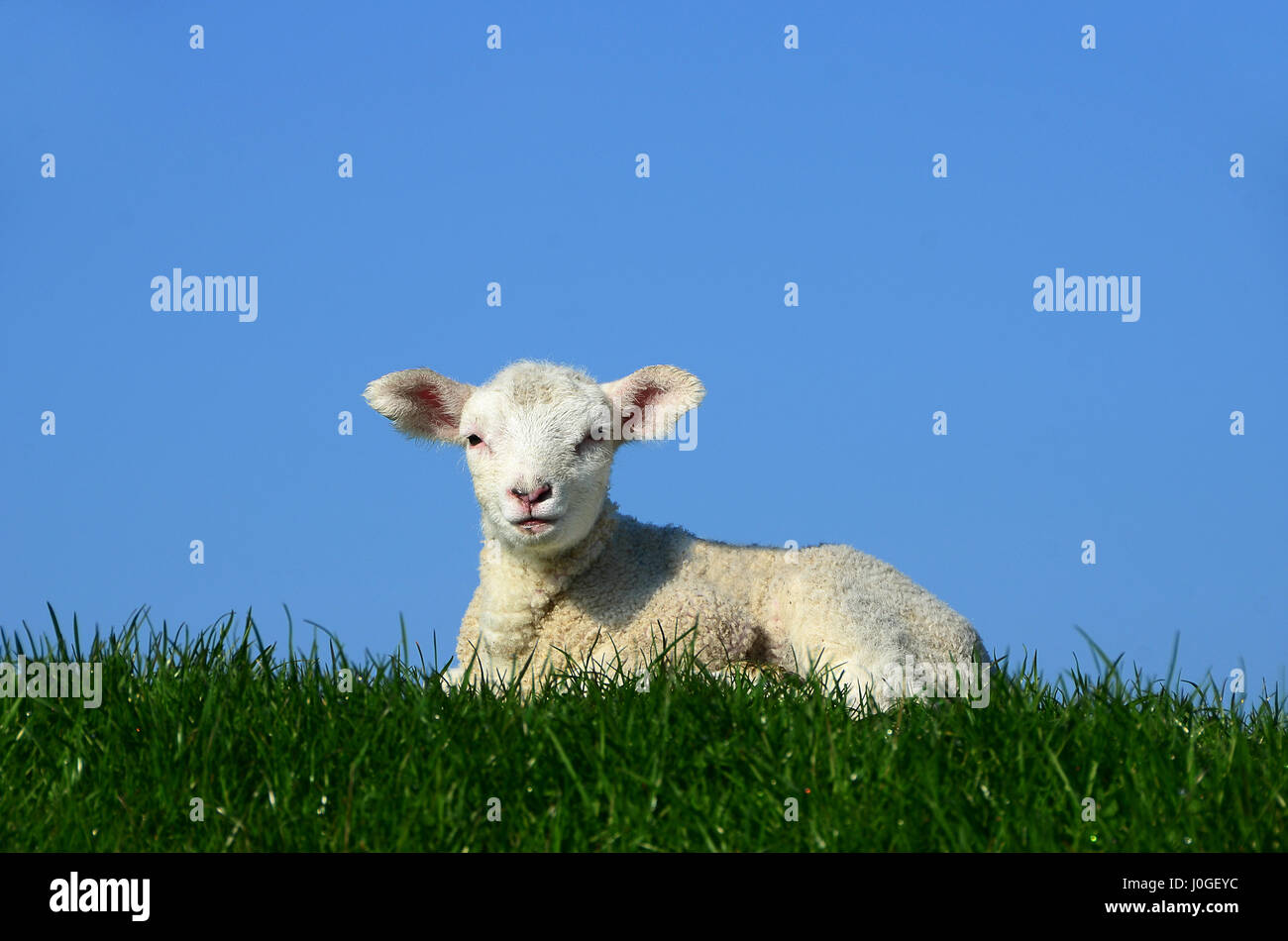 Nacido el cordero, la oveja doméstica (Ovis aries) Westerhever gmelini, Schleswig-Holstein, Alemania Foto de stock