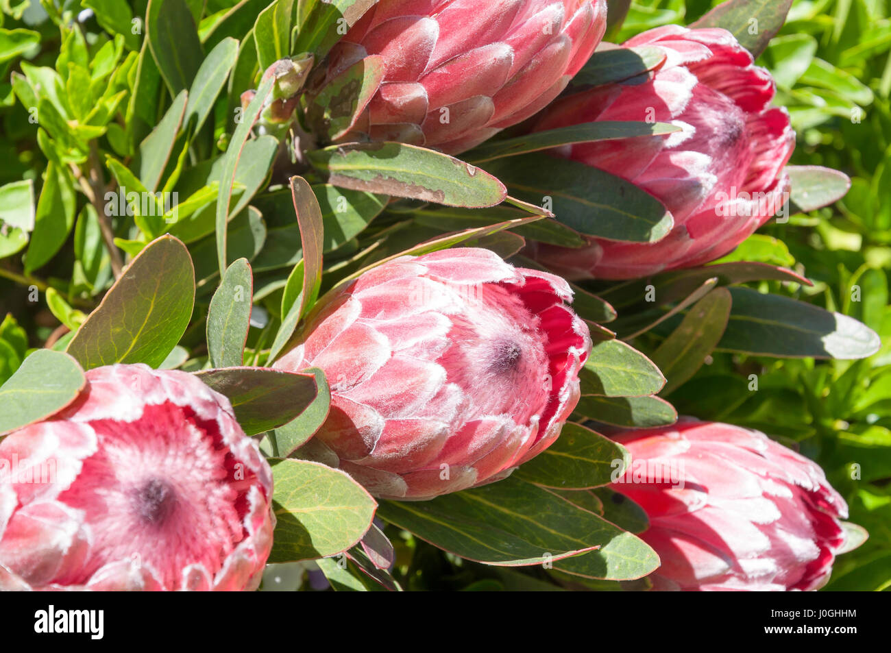 Protea flowers (Sugarbush nativo) en el jardín, los muelles de East