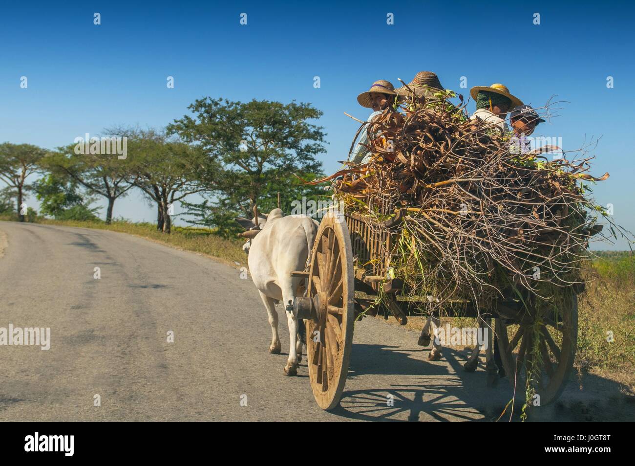 El hombre rural birmana conduce carro de madera con heno en carretera polvorienta dibujado por dos búfalos blancos. Paisaje rural y tradicional aldea la vida en Birmania count Foto de stock