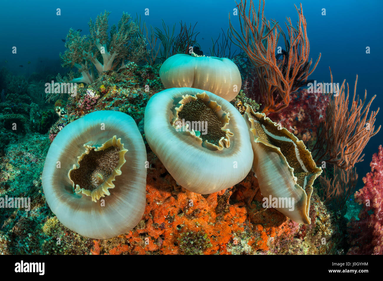 Elefantes gigantes, Amplexidiscus fenestrafer anémona de oído, la bahía de Cenderawasih, Papua Occidental, Indonesia Foto de stock